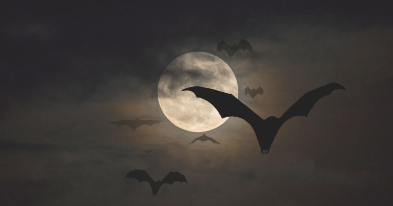 コウモリと満月